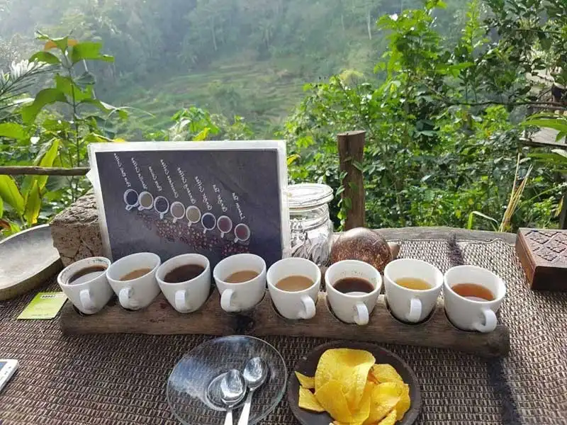 bali coffee plantation