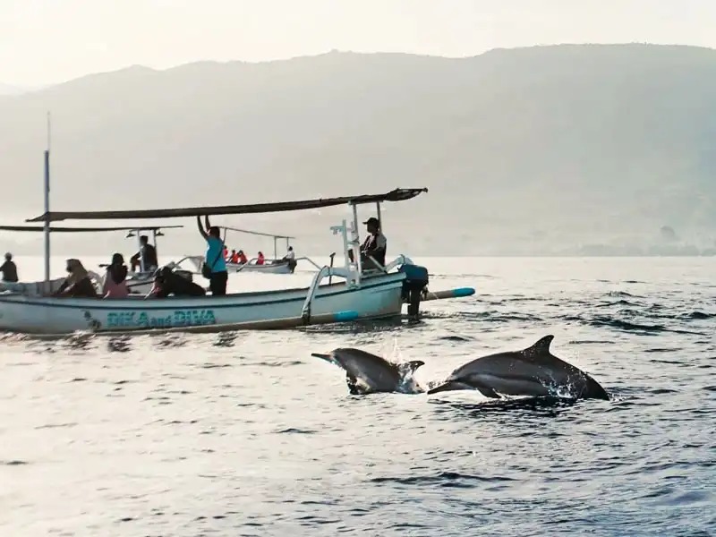 lovina dolphin watching