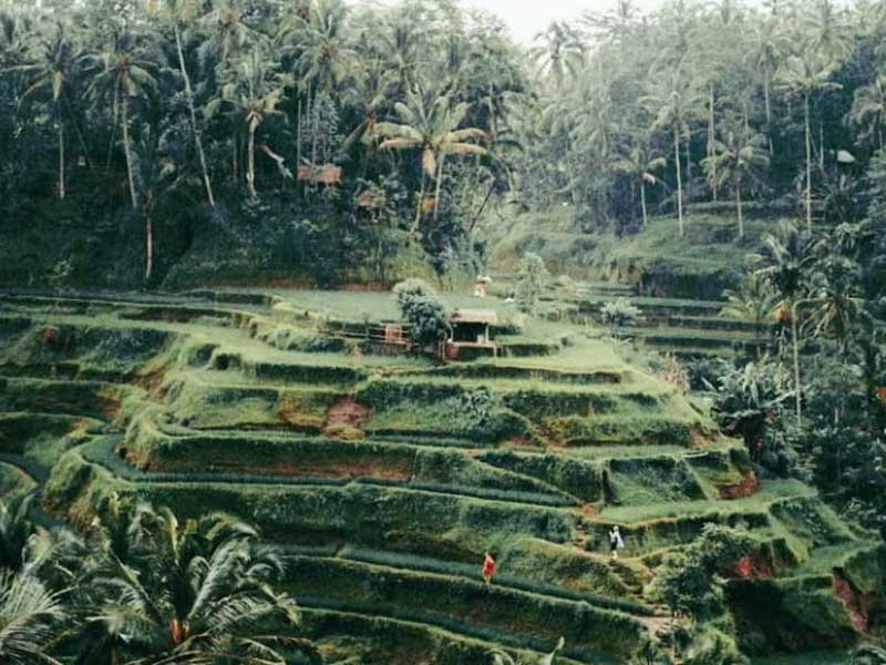 tegalalang rice terrace